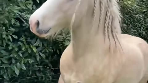 Horse Getting Scared