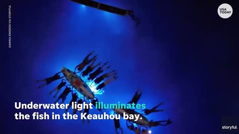 Snorkelers watch manta rays during night time swim in Hawaii