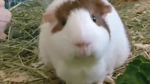 Guinea Pig Eating Cilantro