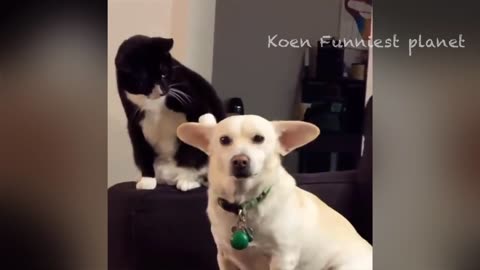 Cute funny dogs and cats video 🐕🐈"Don't laugh 😂🤩"""