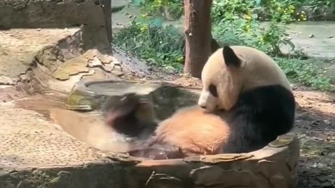 Funny Panda - Panda