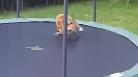 Foxes Jumping on my Trampoline