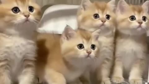 Which cat is the cutest||What Are the Cutest Cat Breeds||