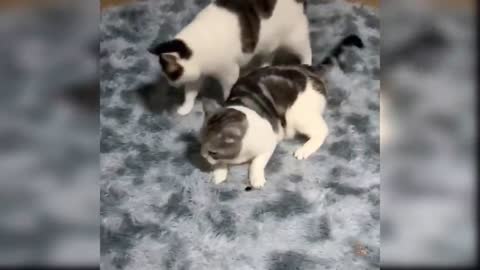 Baby cats funny vedio
