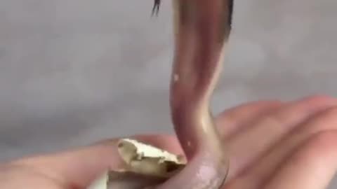 birth of a baby cobra