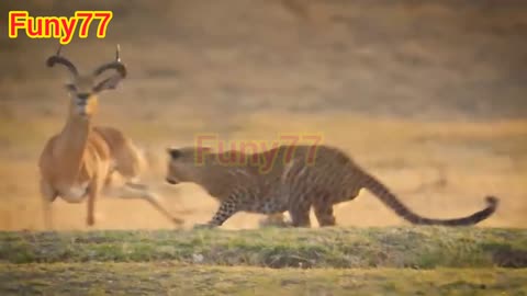 Huge tiger vs deer fight