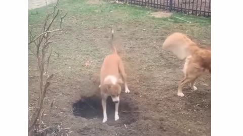 Dogs playing