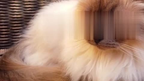 3 facts about Ragdoll cats