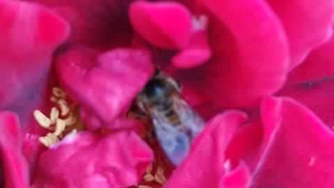 a bee collects pollen from a flower