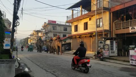 Captive elephants of Sauraha.