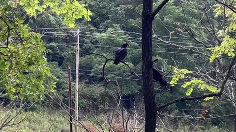 NW NC at The Treehouse 🌳 Black Vultures