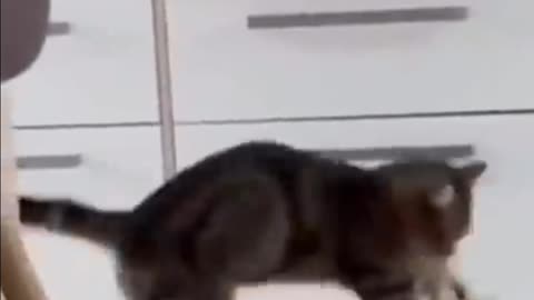 Unbelievable video of dog and cat friendship