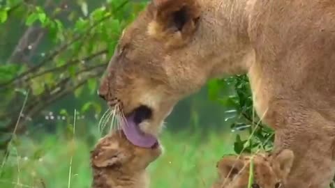 Animals mother loves video
