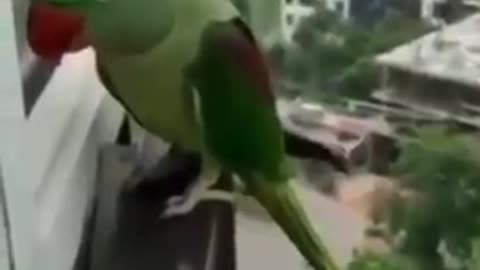 Parot calling mummy