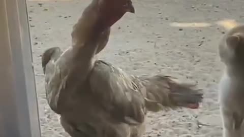 funny cock cat Fight