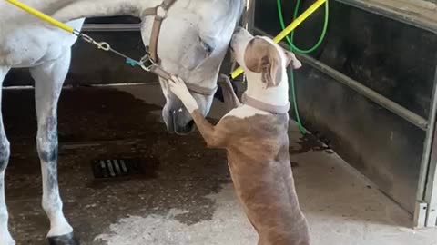 Dog Lovingly Licks Horse's Forehead