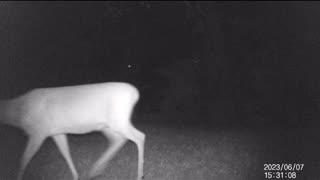 Jack's Trail Camera -- Episode 71 #shorts