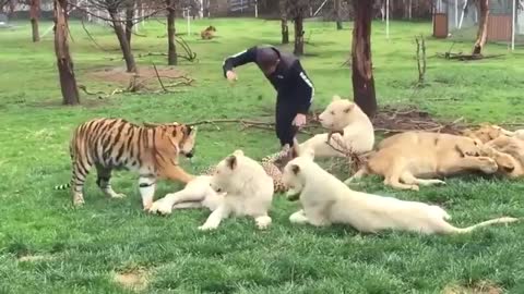 Tiger Saves Man From A Leopard Attack_Cut