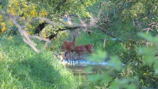 Mama Doe and Fawns playing in the River
