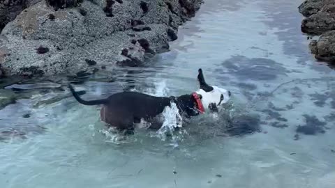 Poppy in the tide pools