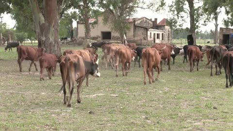 Argentina's drought pushes farmers to the brink