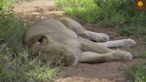 Lion giving birth