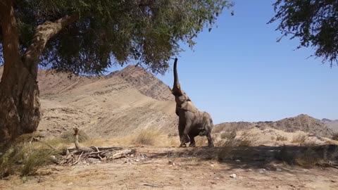 elephant trying to reach food from a tree at hoanib riverbed in nambia