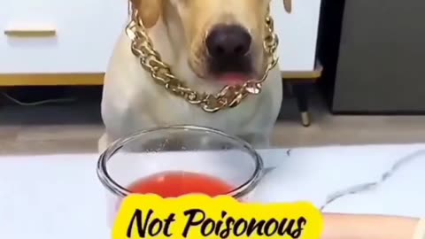 Funny dog 🐶 😁 😁 😁 l Dog Training Course Check out Link In Description 👇 👇