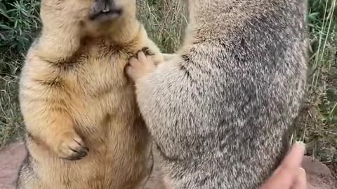 Prairie dog is cute bobak marmot wild animals capybara