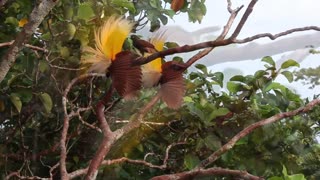 Papuan bird of paradise | bird of paradise mating ritual
