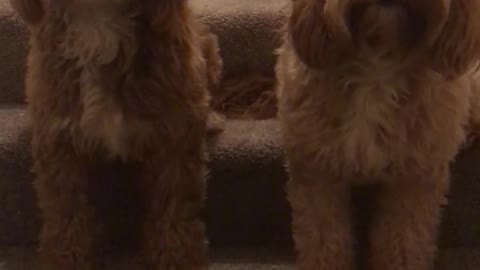 Cockapoo synchronised heads opie and jax