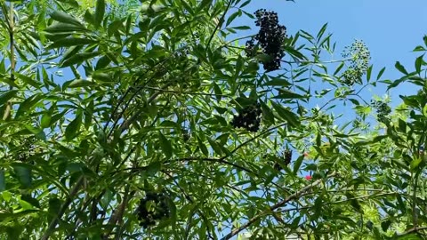 Elderberries