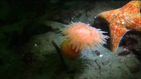 Swimming anemone