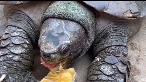 Turtle eats oranges