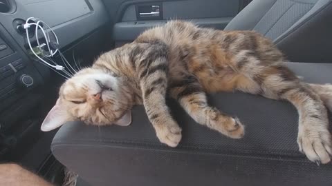 Precious Pussycat Show cat nap
