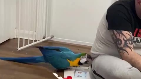 Parrot sneaks up on Owner