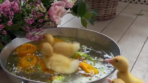 Cute Ducks