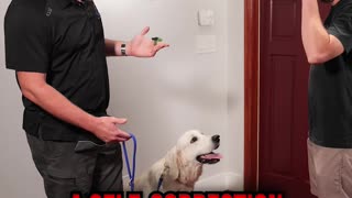 How to Get Your Dog to Stop Jumping on Guests at the Door