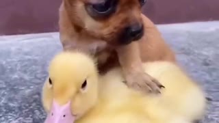 Cute ducking love dogs