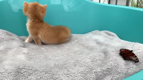 Golden kitten meet a butterfly for the first time