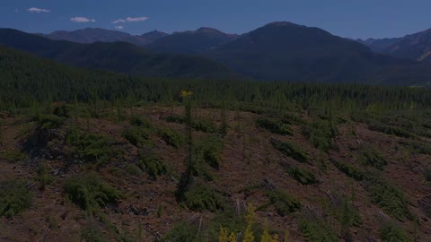Clear Cut Logging in Colorado Forest