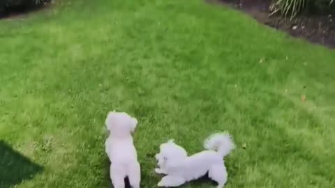 Cute puppy training