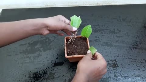 How to grow guava trees from guava leaves - With 100% Success