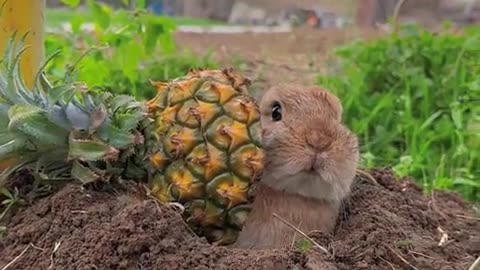 A playful and adorable little bunny