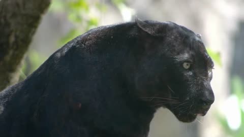 Majestic Black Panthers and Jaguars | A Wildlife Symphony in Germany