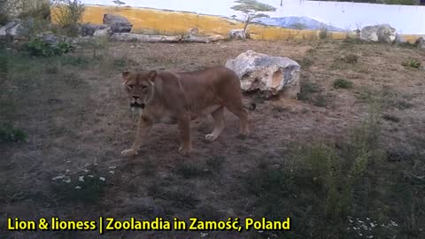 Lion and Lioness at Zoolandia in Zamość, Poland