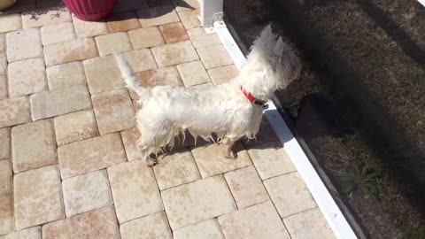 Tough decision...The squirrel or the pool?