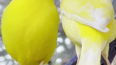 yellow canary bird pair feeding - aviary birds pets