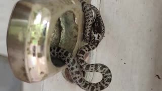 Baby Wolf Snake Hanging Out in Doorway Surprises Man