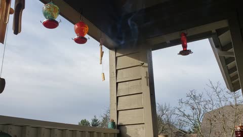 Hummingbirds flying around my balcony